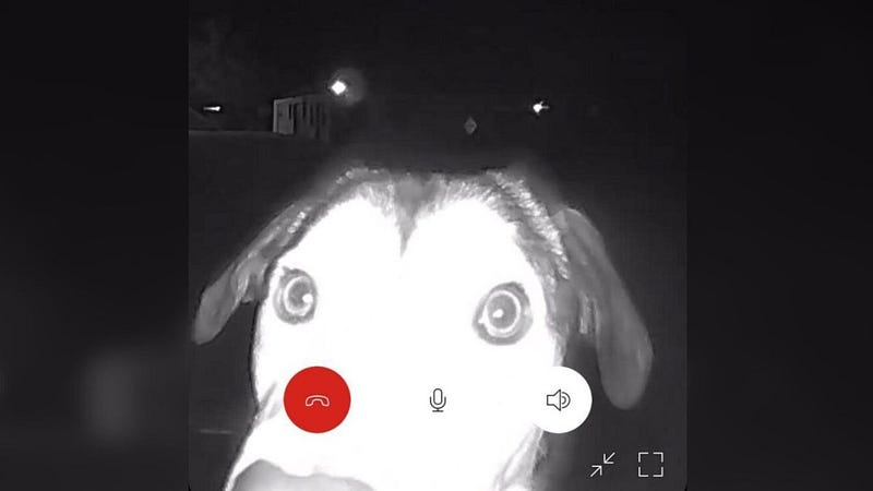 Lost Dog Walks 10 Miles to Ring Shelter’s Doorbell with Her Nose