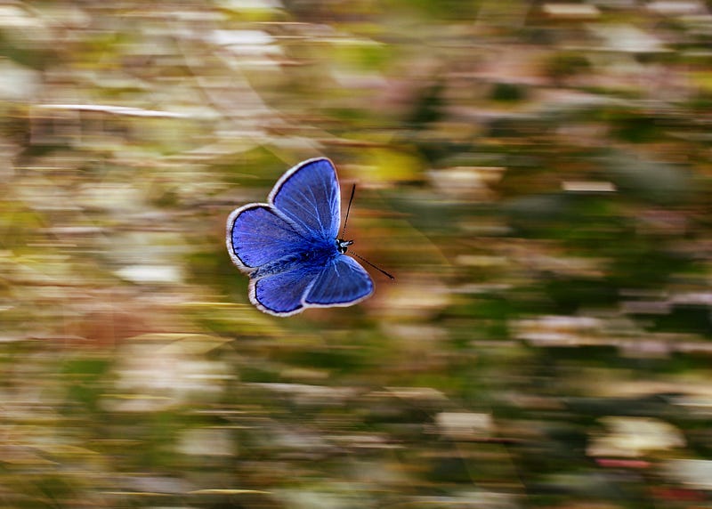Blue butterfly flying fast.