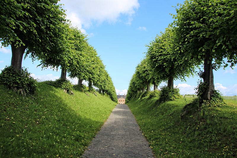 Rows of symmetrical trees leading up to an estate house.
